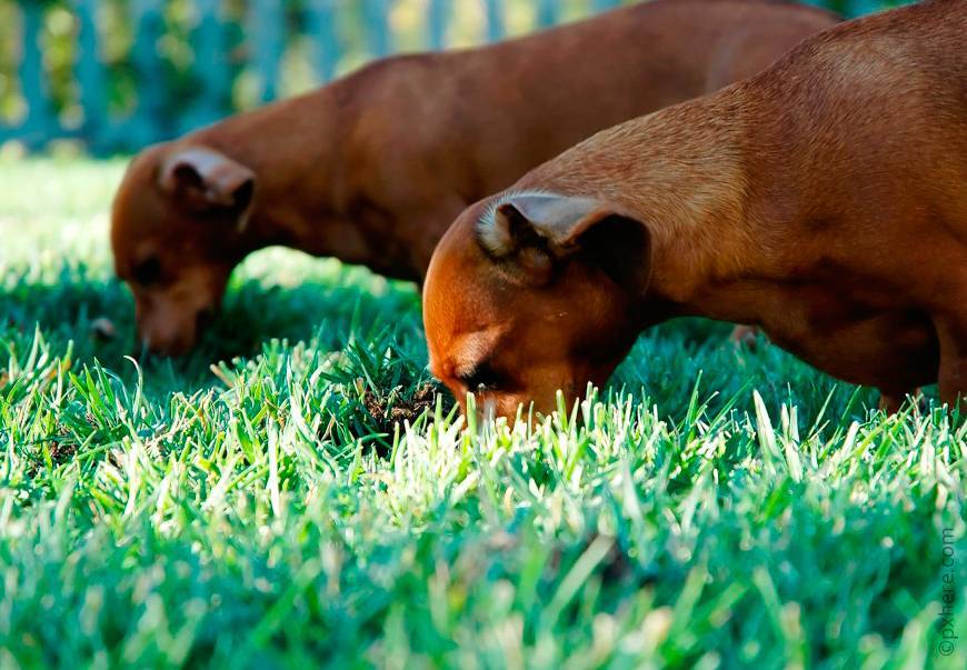 Зачем собаки едят траву, основные причины такого поведения
