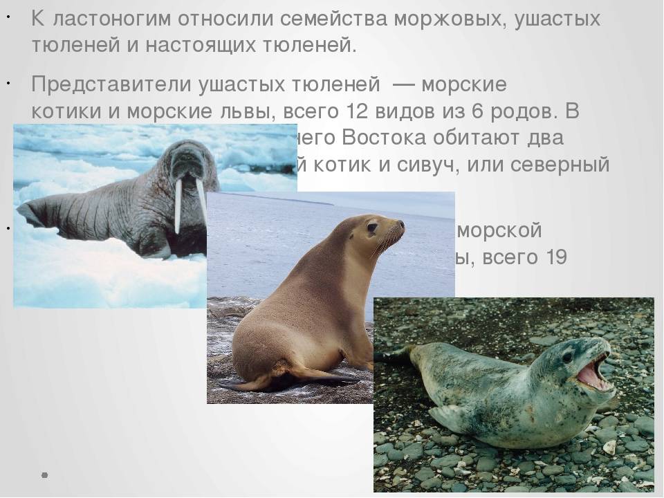 Виды тюленей, фото и названия