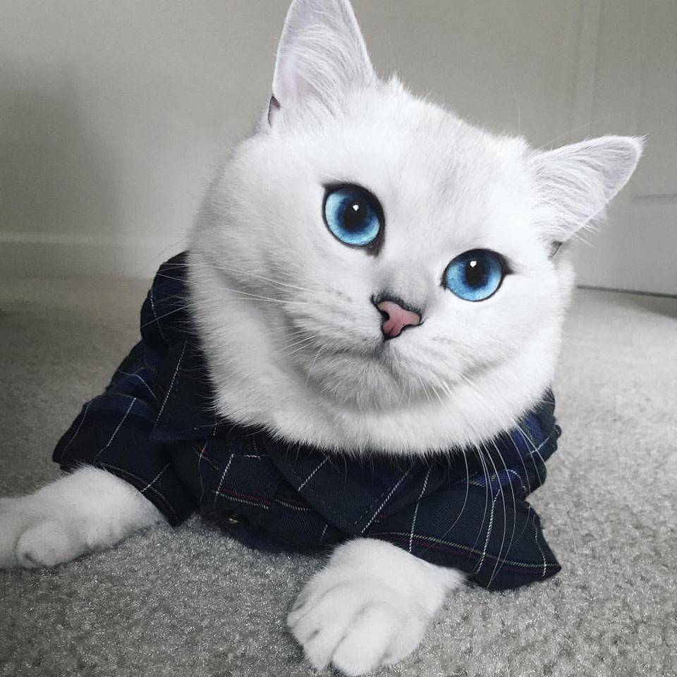 ᐉ кот коби: белая кошка с красивыми глазами, порода или кличка - kcc-zoo.ru