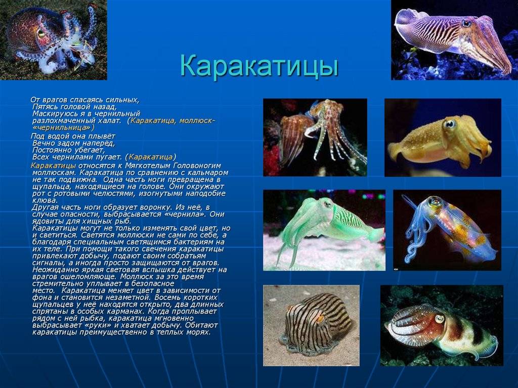 Каракатица обыкновенная, или каракатица лекарственная | мир животных и растений