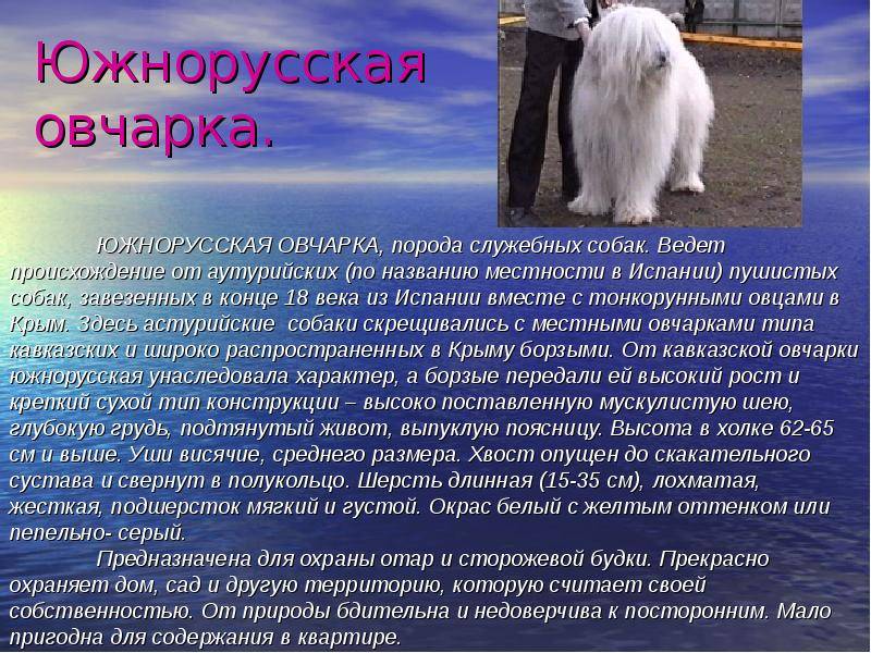 Содержание русской овчарки: характер, особенности ухода, фото южнорусских овчарок
