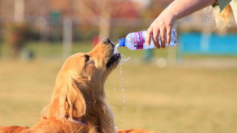 7 причин почему собака много пьет воды - возможные заболевания