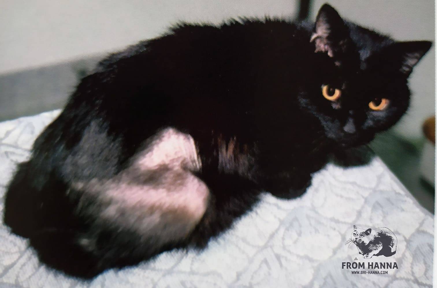 Эозинофильная гранулема у кошек: причины, симптомы, лечение, профилактика
эозинофильная гранулема у кошек: причины, симптомы, лечение, профилактика
