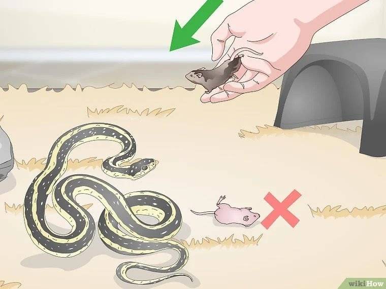 Как кормить змею - wikihow