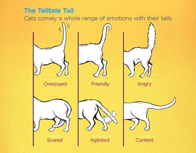 Как понять язык кошек: по хвосту, глазам и жестам | ваши питомцы