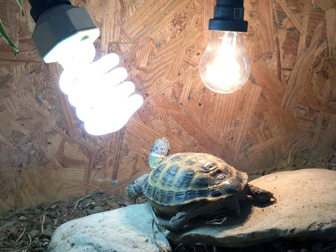 Как выбрать ультрафиолетовую лампу для черепах