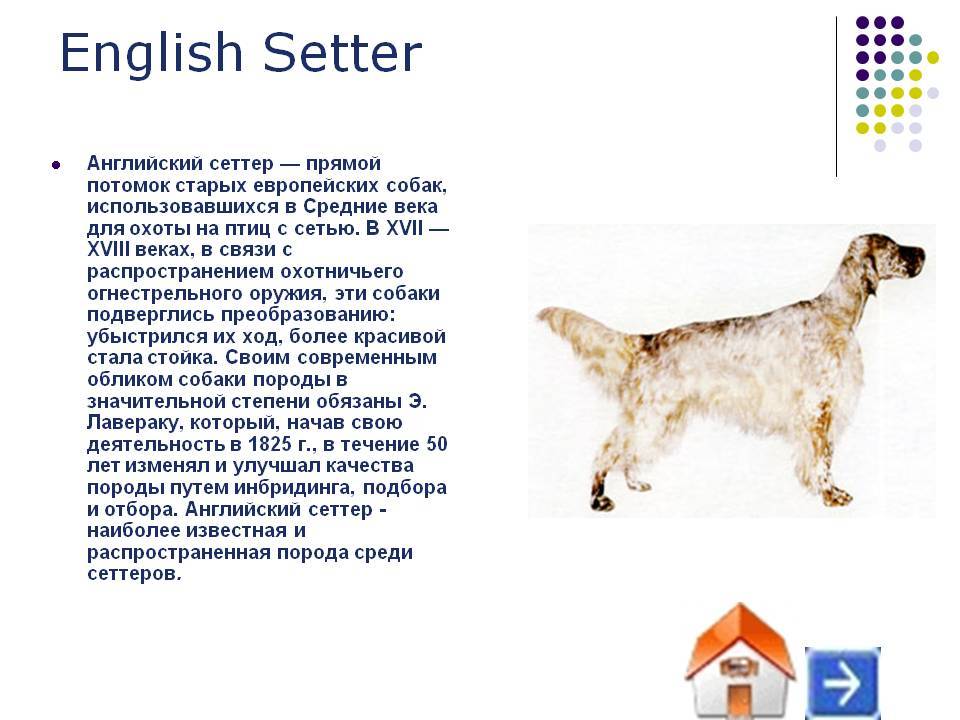 Английский сеттер: описание породы собак