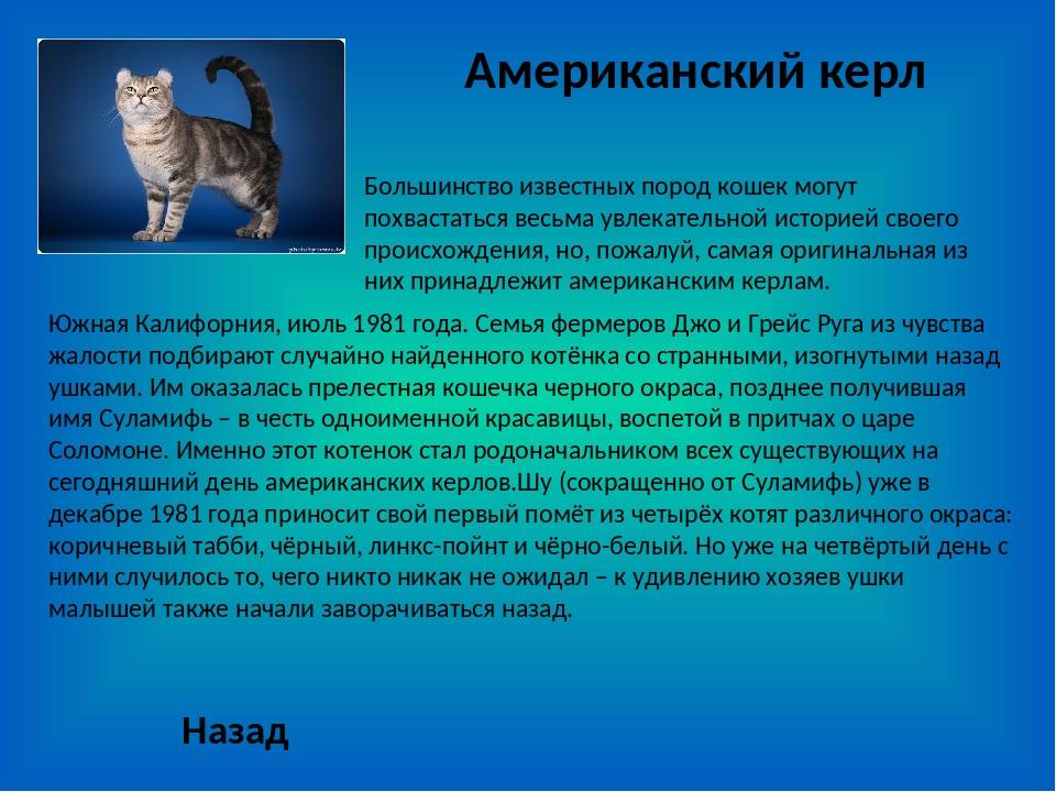 Невская маскарадная кошка: характер, достоинства и недостатки, отзывы