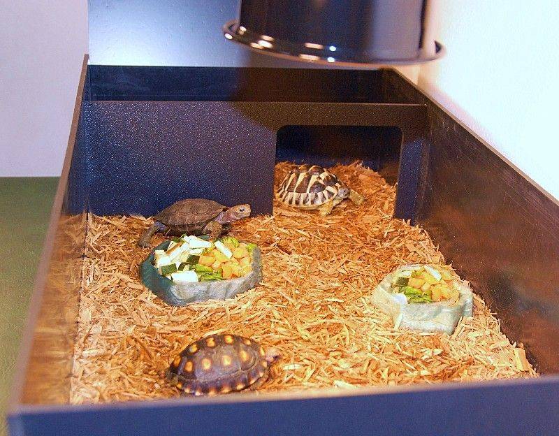 Как сделать террариум для сухопутной черепахи своими руками (чертежи и фото изделий созданных своими руками в домашних условиях из подручных средств и материалов)