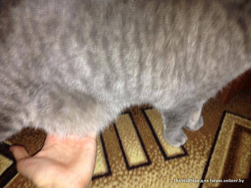 Курдюк у кошки: почему у питомца висит кожа на животе в районе задних лап
