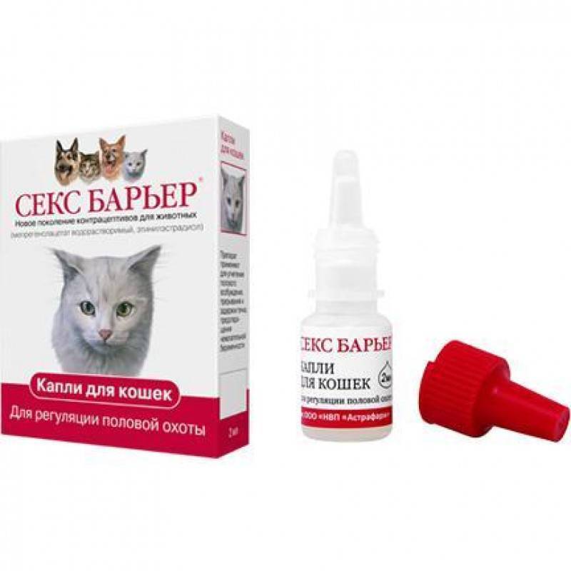 Антисекс для кошек: противозачаточные таблетки, капли, уколы от гуляния