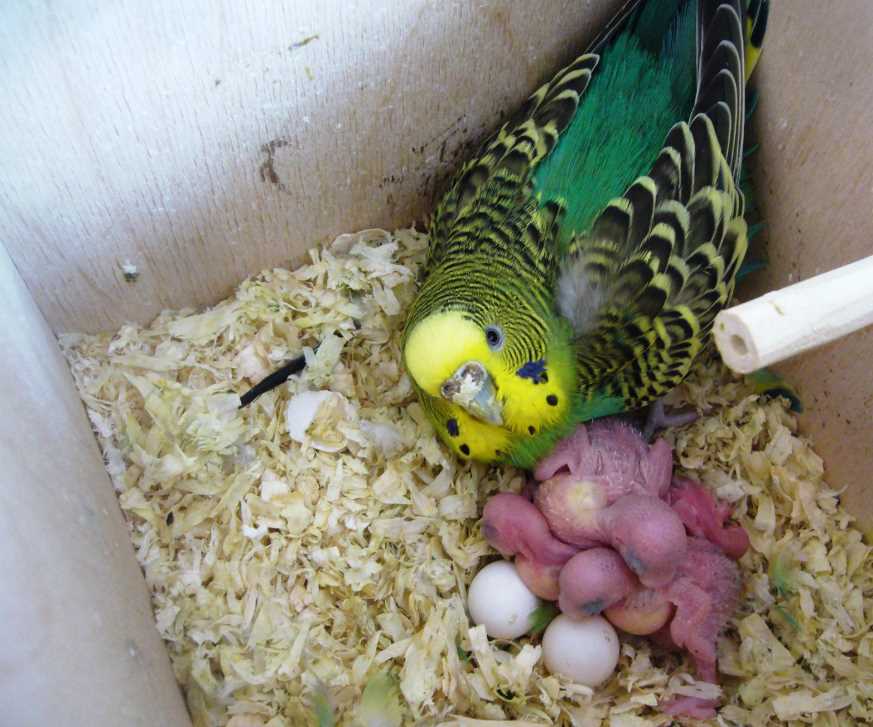 Вопросы разведения волнистых попугаев в домашних условиях
