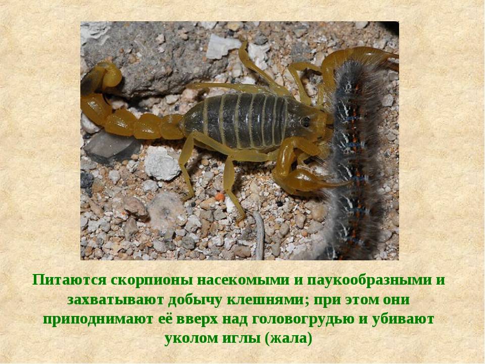 Скорпионы: как выглядят, где обитают, чем питаются, виды, глаза