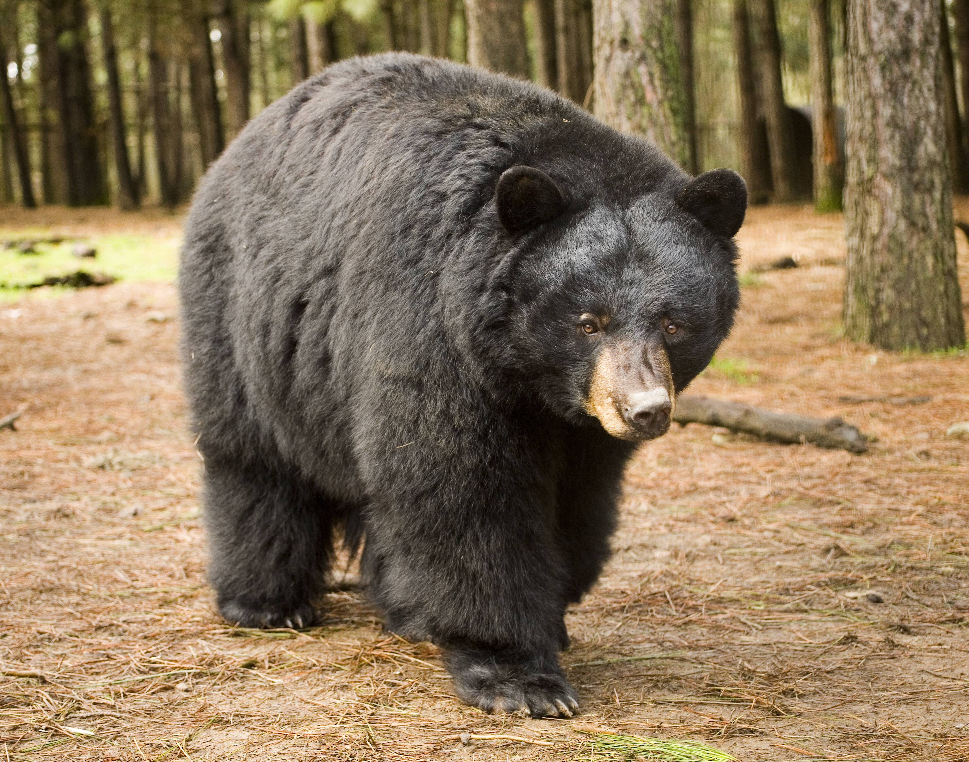 Топ-10 самых крупных медведей в мире 2022 года | рост, вес (+фото)