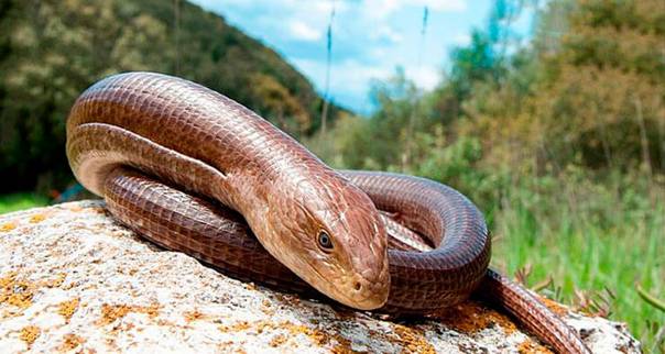 Желтопузик: особенности строения безногой ящерицы, среда обитания, отличия от змеи