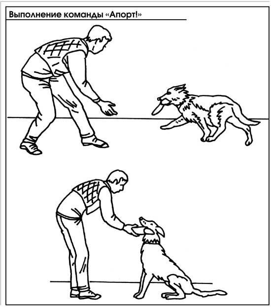 Как научить собаку лежать? советы относительно поведения