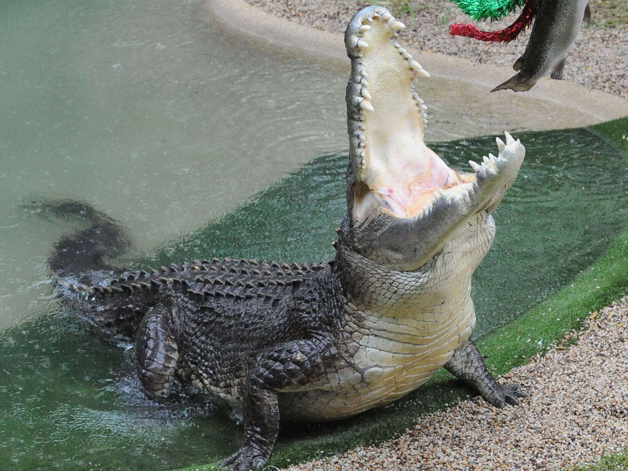 К чему снятся крокодилы и крокодильчики: сны про маленьких и больших рептилий, которые нападают и преследуют