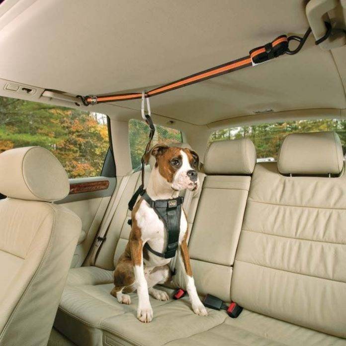 Перевозка собак в машине на дальние расстояния