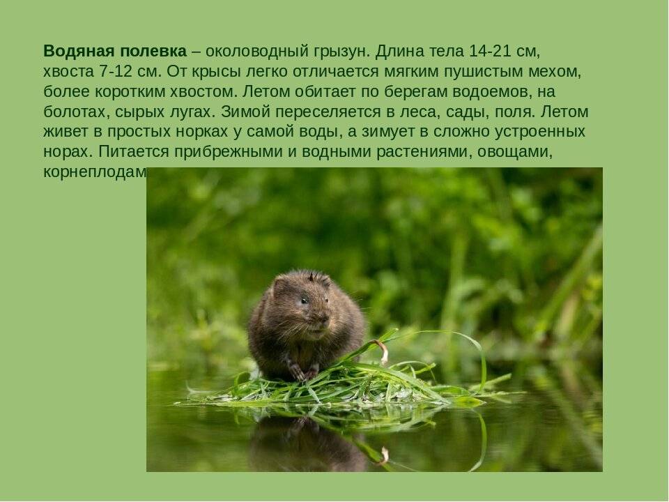 Водяная полевка, или водяная крыса | мир животных и растений