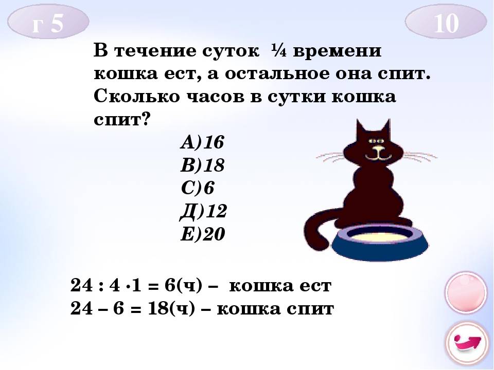 Сколько спят кошки? | блог на vetspravka.ru