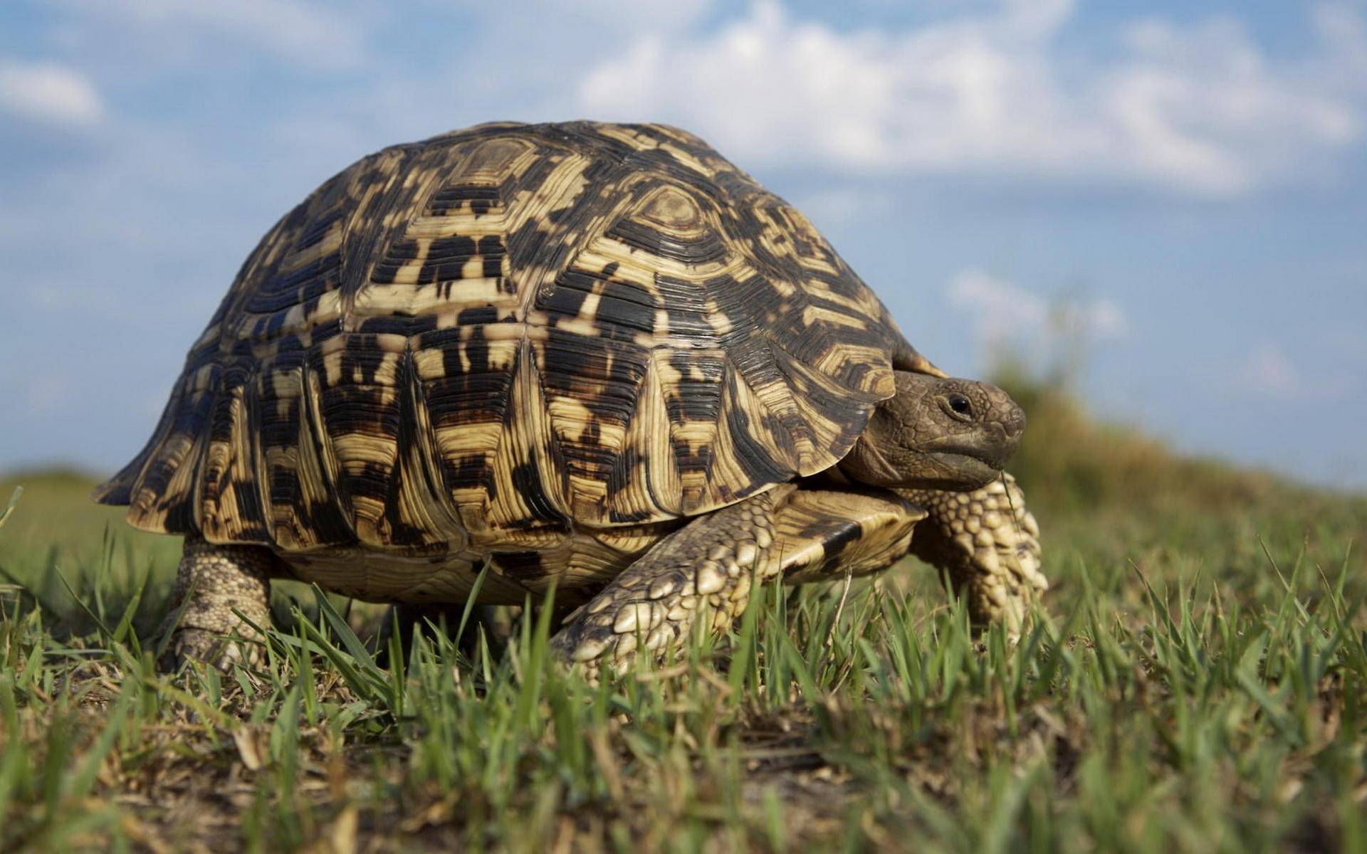 Сухопутная черепаха: продолжительность жизни, правила содержания и особенности поведения (105 фото)