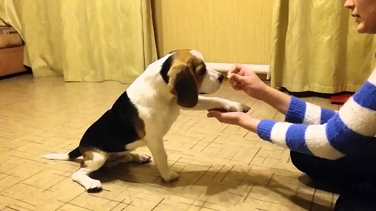 Обучение собаки команде «дай лапу»: как учить щенка 2-3 месяцев и представителей маленьких пород
