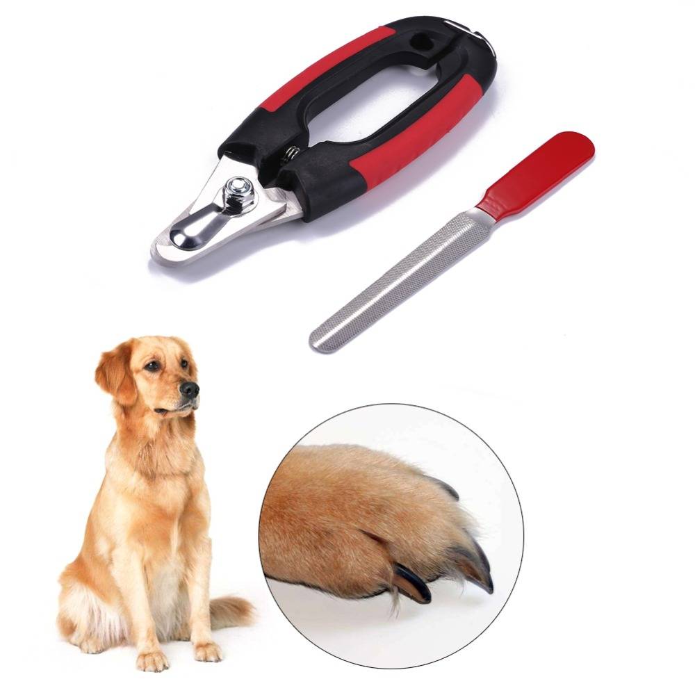 Узнай как обрезать когти собаке в домашних условиях правильно