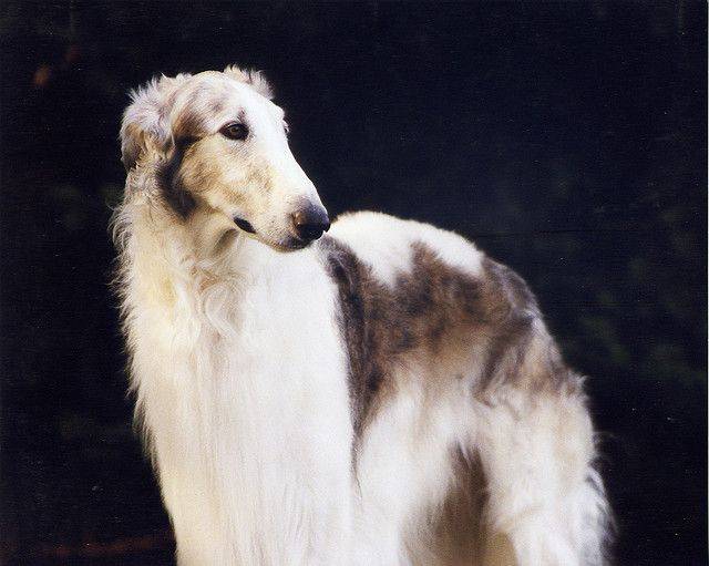 Русская псовая борзая - описание породы и характер собаки