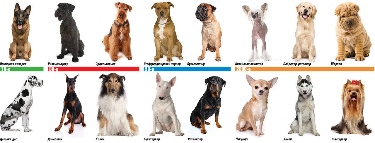 Породы собак для квартиры — какую выбрать, топ лучших с фото и названиями