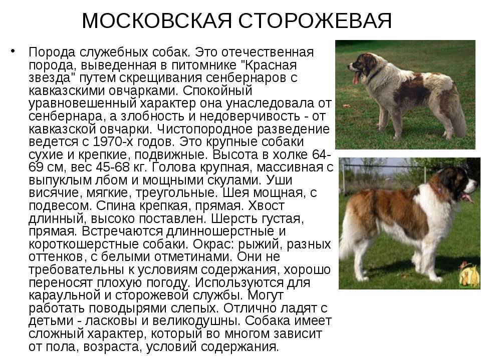 Сенбернар - порода собак - информация и особенностях | хиллс