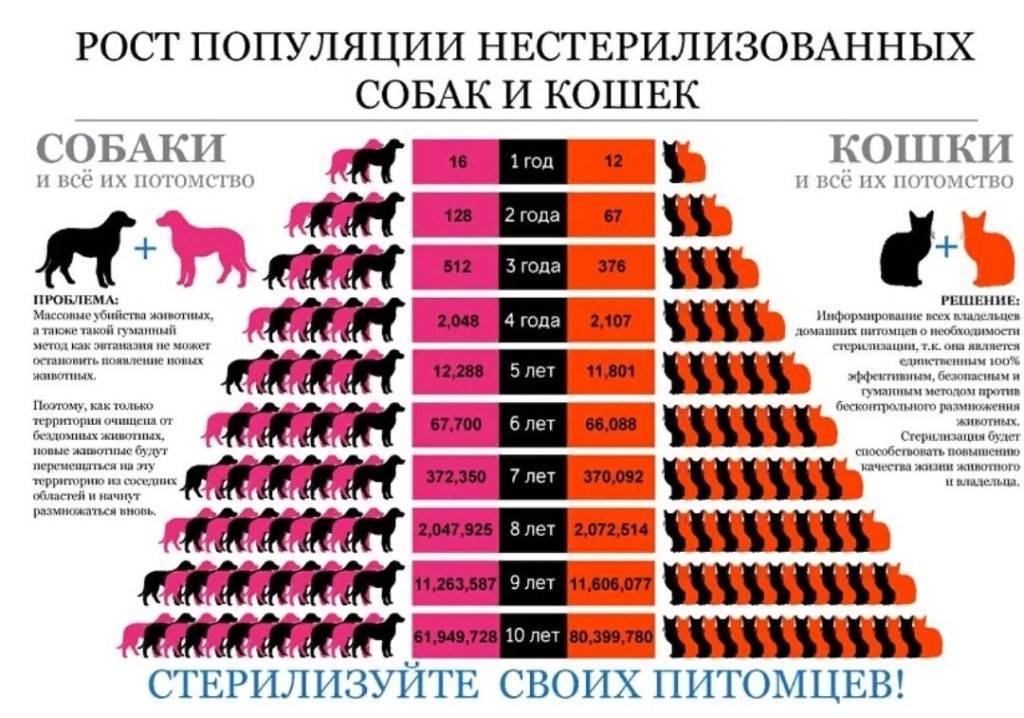 Сколько живут собаки
