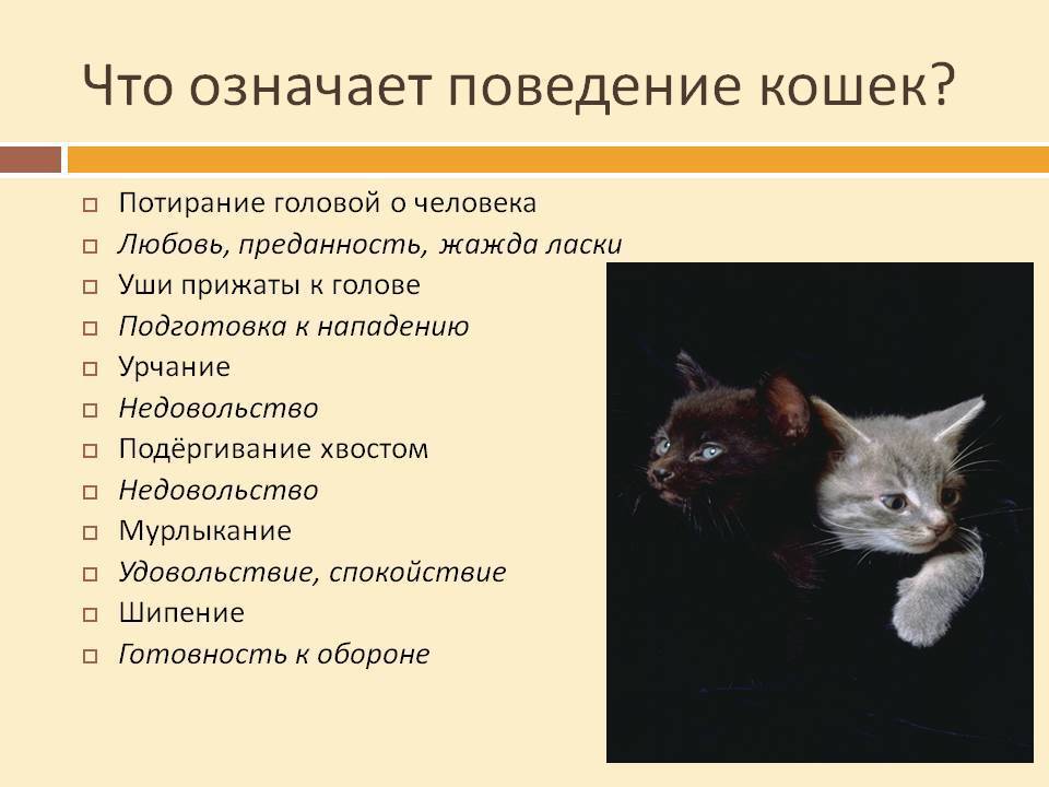 Факты о рыжих котах | мои домашние питомцы