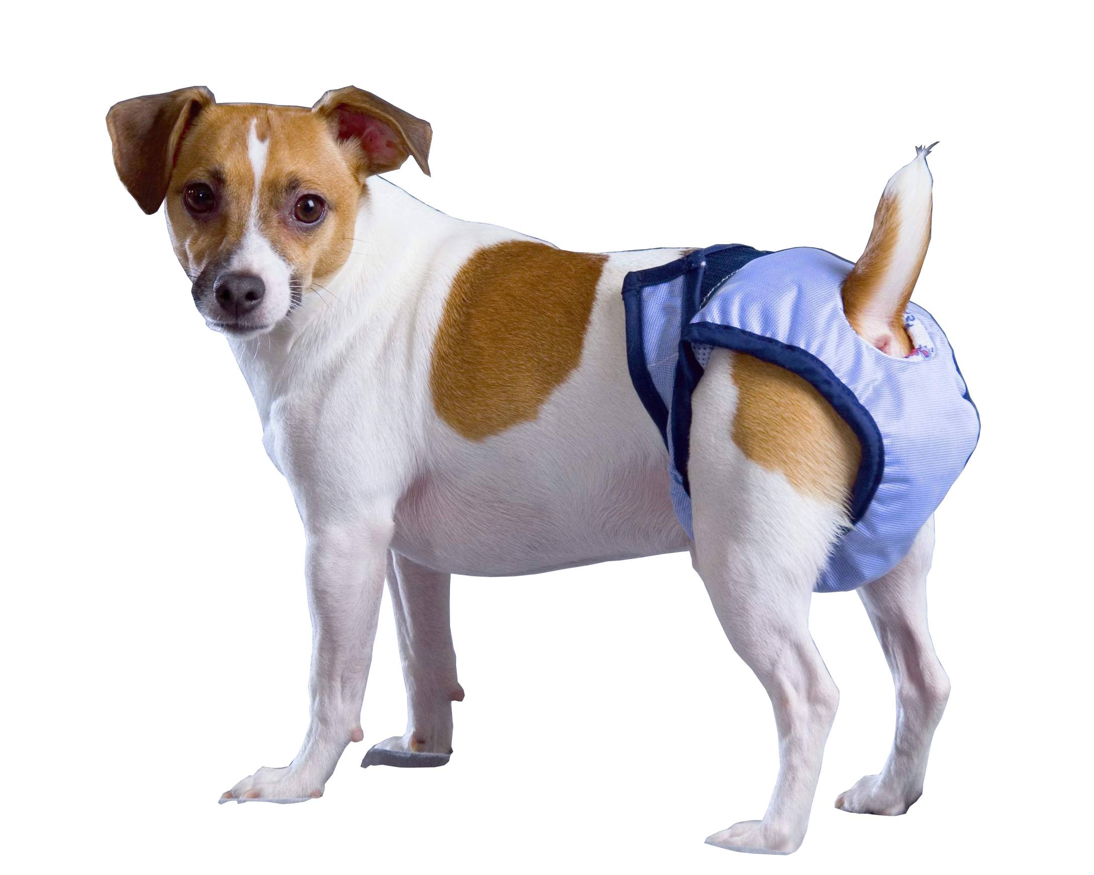 Памперсы для собак — для мелких, средних и крупных пород