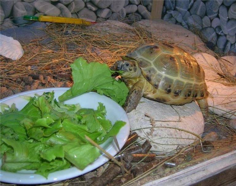Чем кормить красноухих черепах?