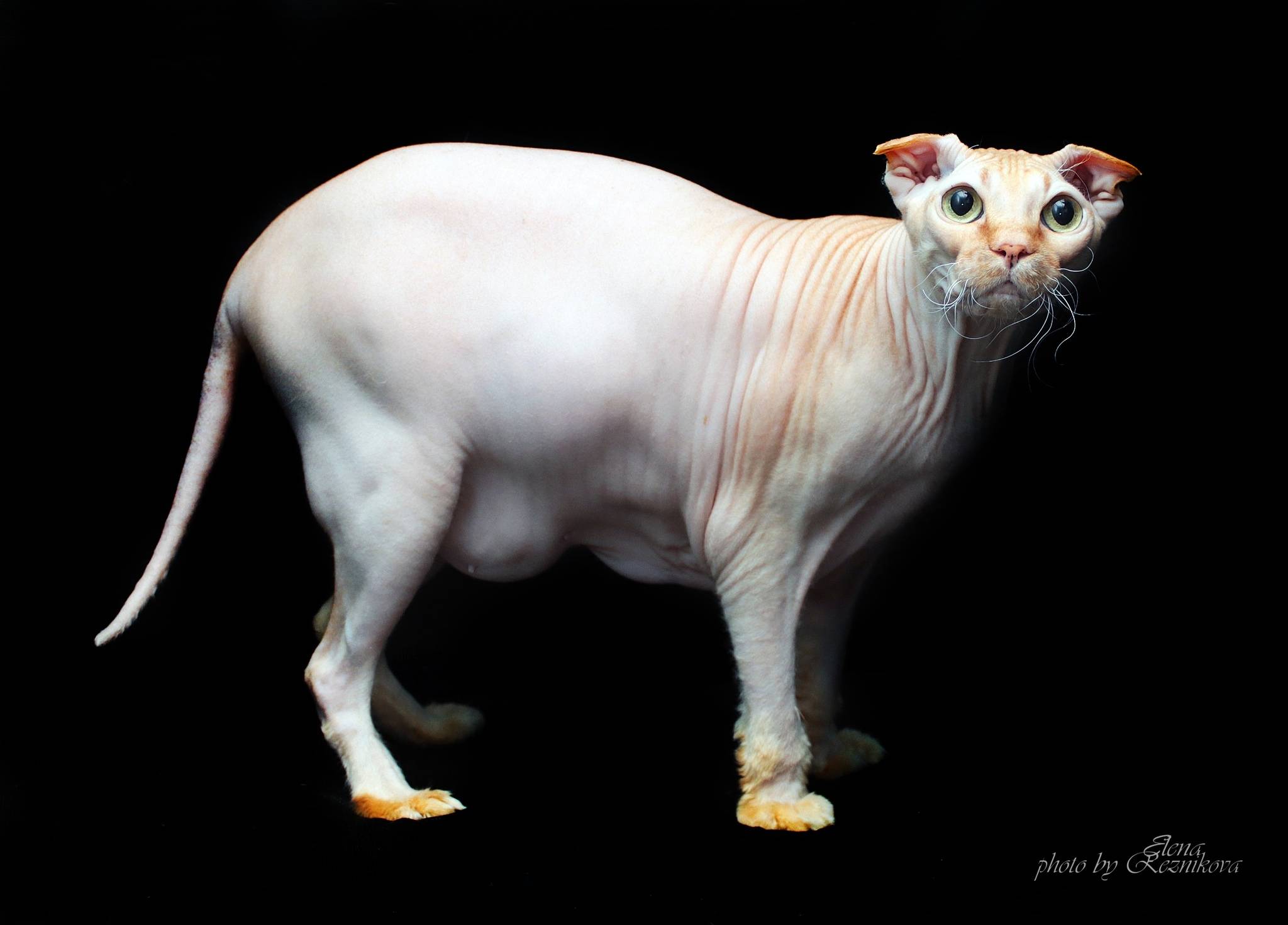 Украинский левкой - фото и описание породы кошек (характер, уход и кормление)