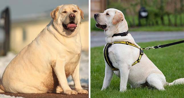 Какие собаки склонны к ожирению