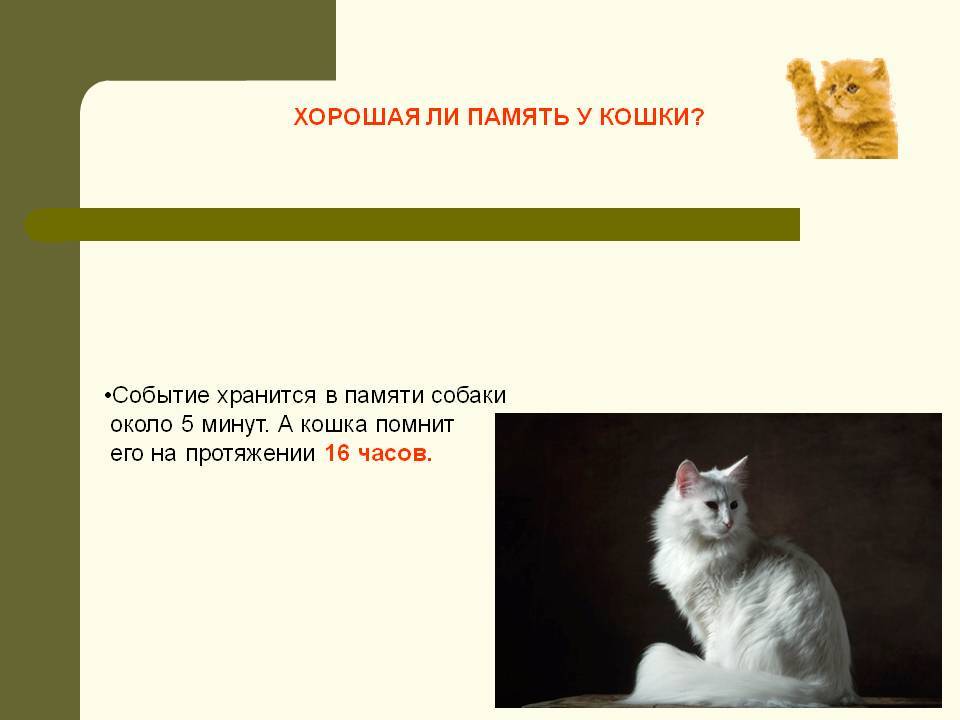 Кошачья память: что и как долго помнит кот?