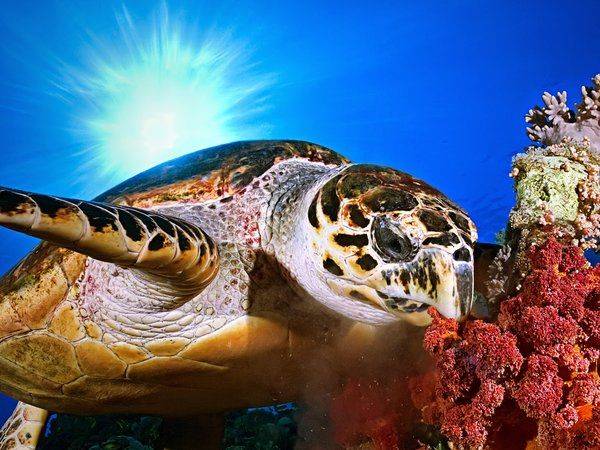 Что едят сухопутные черепахи в домашних условиях и дикой природе