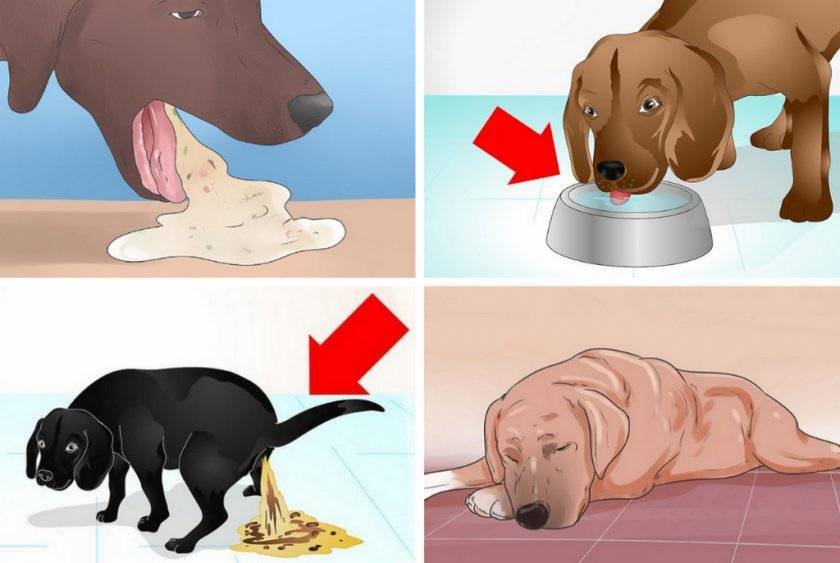 Рвота у собак: симптомы, диагностика и лечение в ветклиниках россии