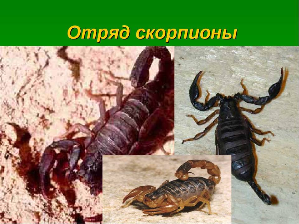 Паукообразные: где обитают скорпионы?