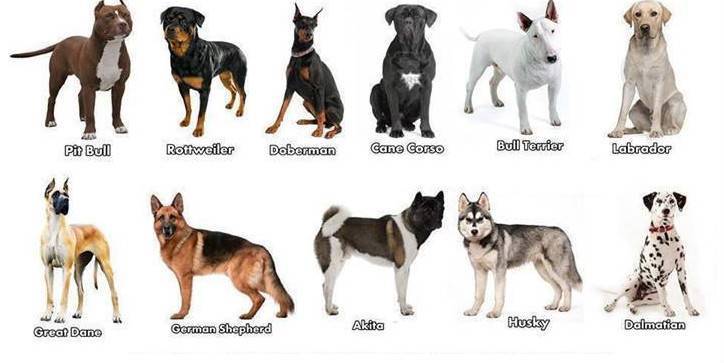 Какая порода собак подходит вам по знаку зодиака? | кто?что?где?