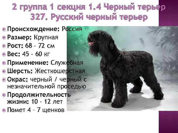 Русский черный терьер - русская служебная порода собак: описание породы и фото