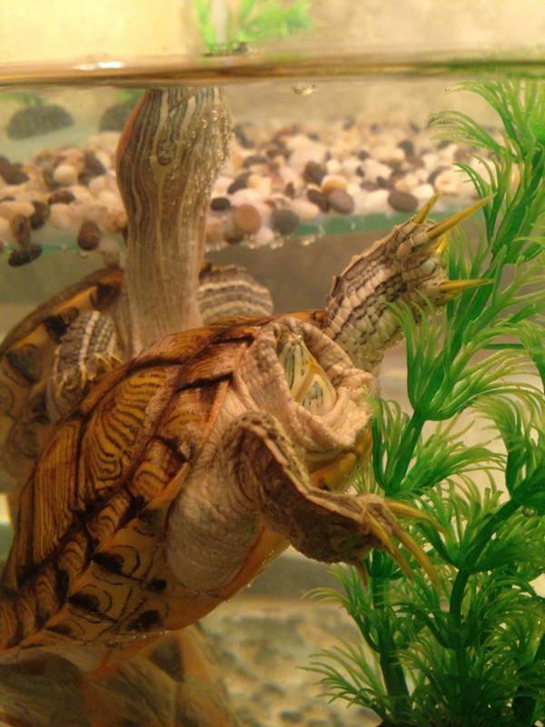 Обустройство аквариума для красноухой черепахи (оборудование и оформление)