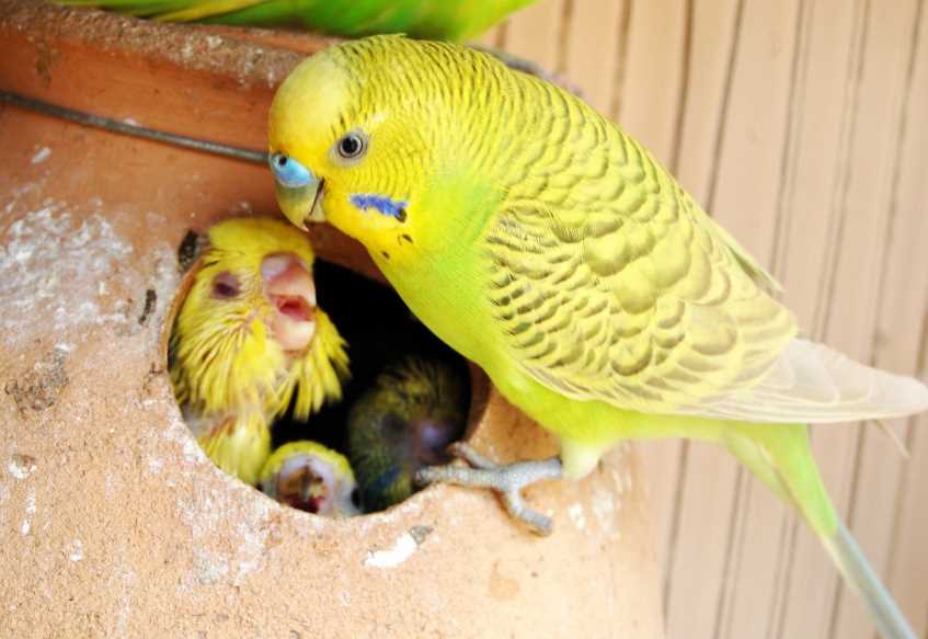 Как выбрать волнистого попугая для дома: в зоомагазине или у заводчиков, на что обращать внимание, если нужен мальчик или говорящая птица
