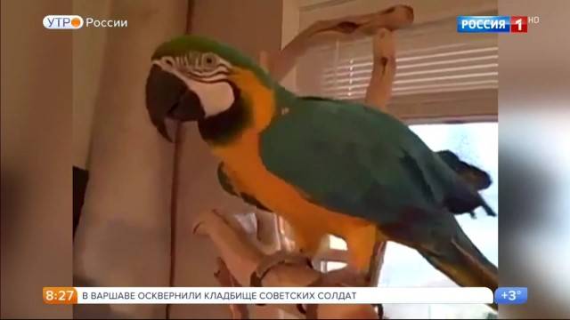 Ученые установили, что попугаи кеа могут заразительно смеяться