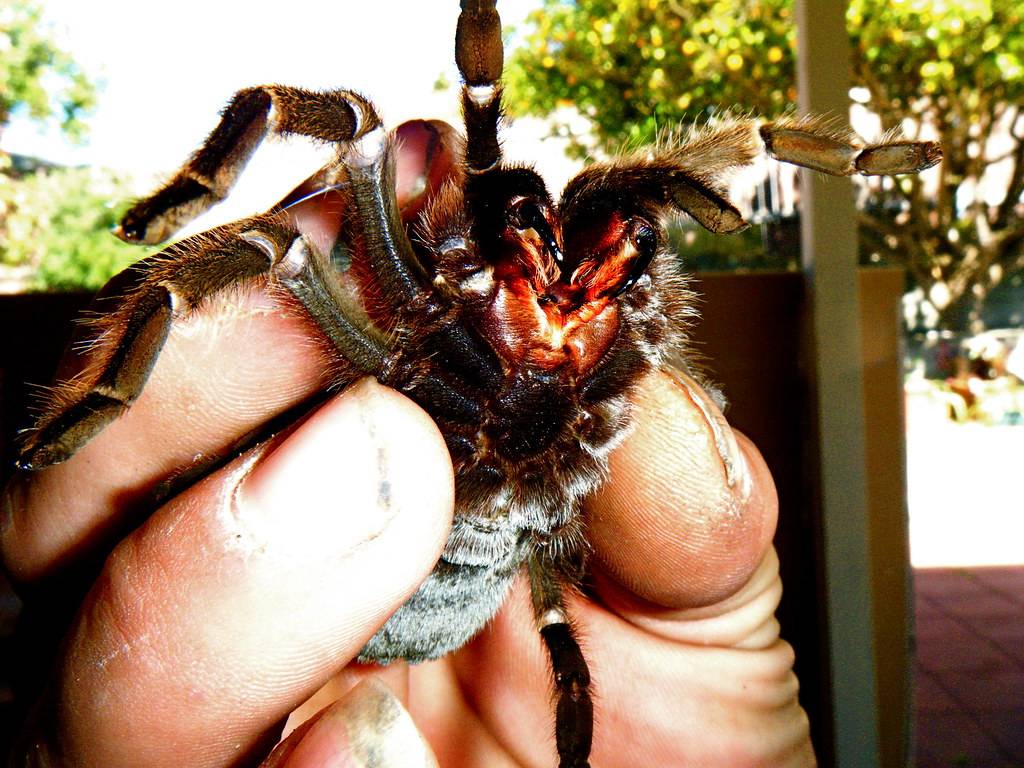 Укус тарантула: фото, опасен ли для человека, как выглядят симптомы, последствия, первая помощь