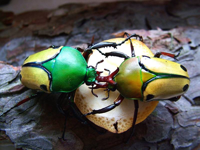 Особенности жука бронзовки: общая характеристика, внешний вид зелёного жука и личинки, вред и методы борьбы