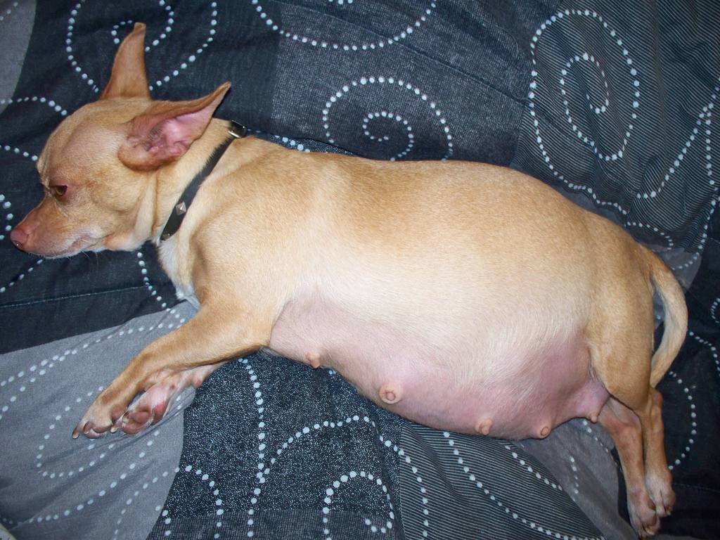 Воспаление молочных желез у собак | блог ветклиники "беланта"