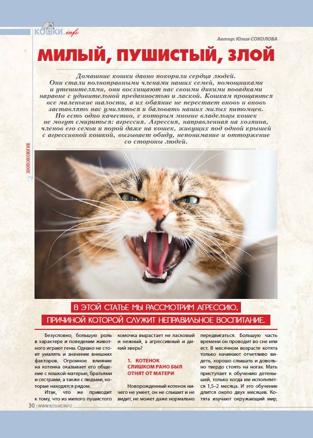 Агрессия у кошек: разбираемся в причинах и способах устранения | ваши питомцы