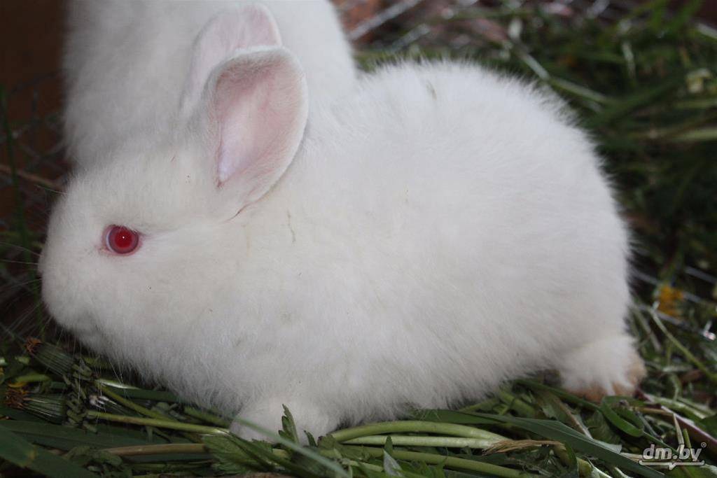 Новозеландские красные кролики: особенности и стандарт породы, критерии выбора, правила содержания, рацион, профилактика болезней